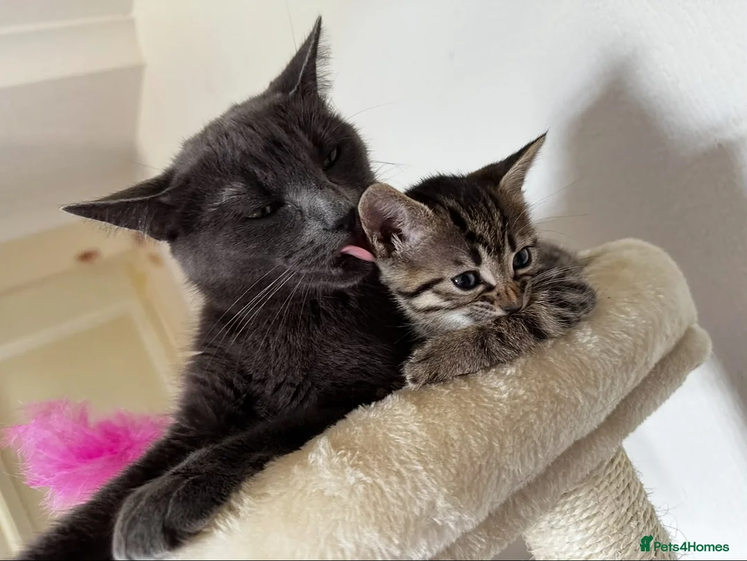 Bengal cats for sale: 🐾 Adorable Half Bengal Kitten – Ready Now! 🐾 in Broxburn - Advert 1