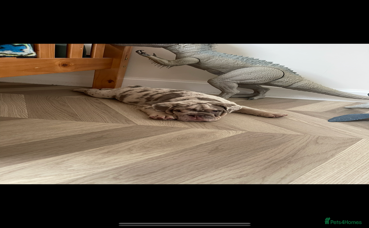 English Bulldog dogs - Advert 1