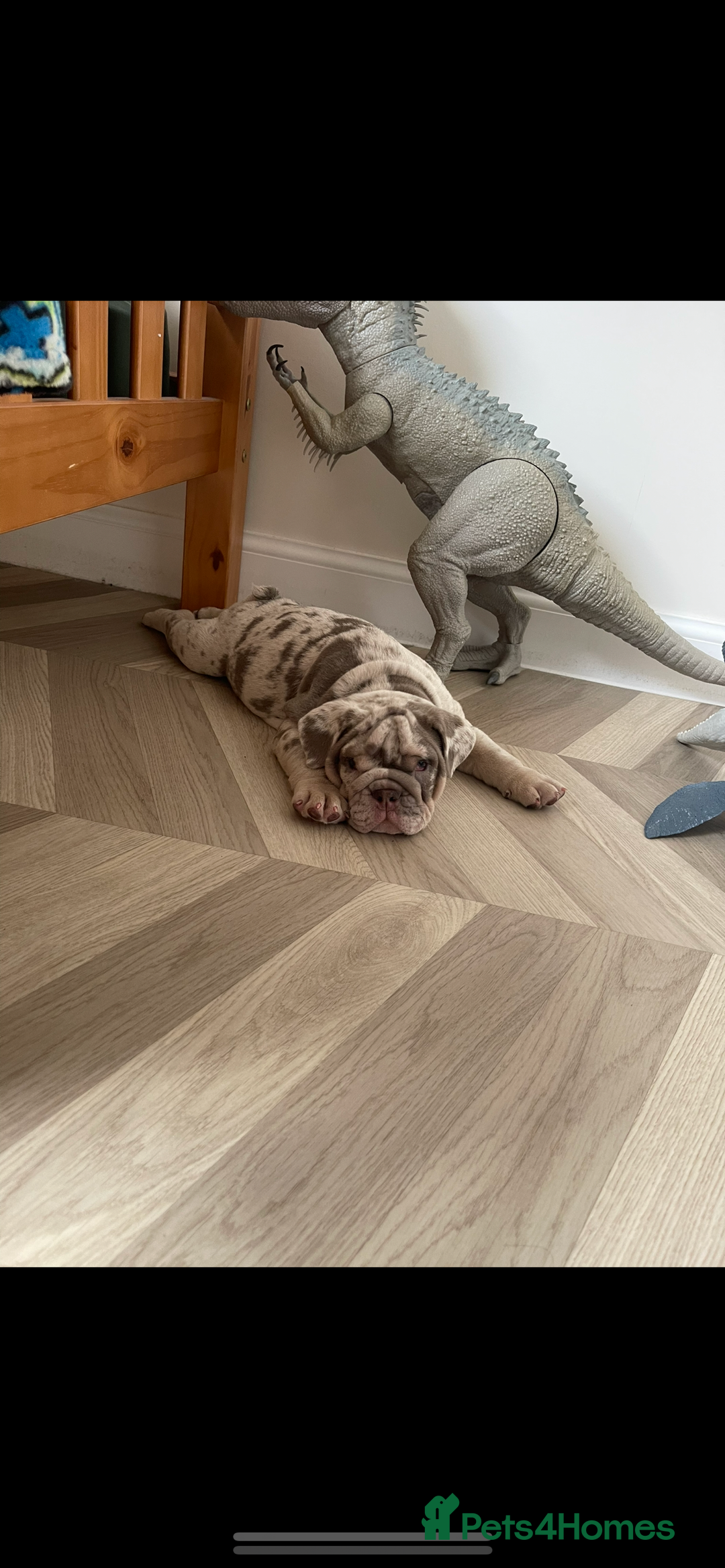 English Bulldog dogs for sale: Top quality English bulldog puppies  - Image 1