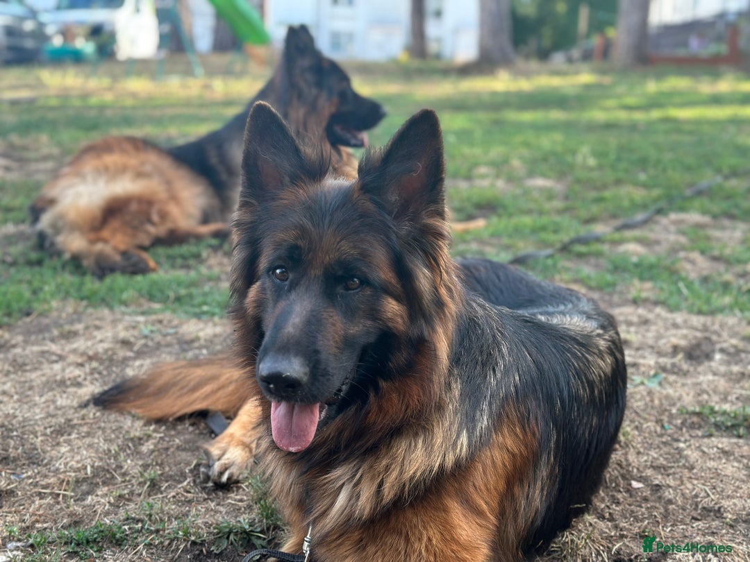 German Shepherd dogs for sale: 💥Champion🩸line KC Reg GermanShepherd puppy’s GSD - Advert 14