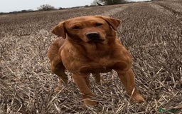 Labrador Retriever dogs for sale: Exceptional KC FTCH Working Labrador Pups - Image 7