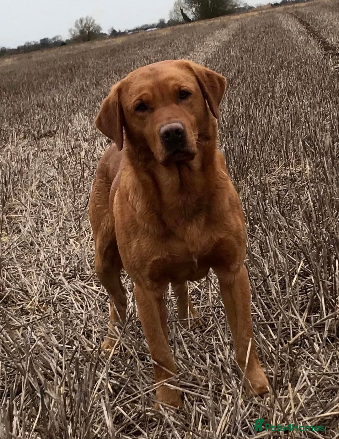 Labrador Retriever dogs for sale: Exceptional KC FTCH Working Labrador Pups - Image 7