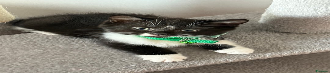 British Shorthair Kitten 4