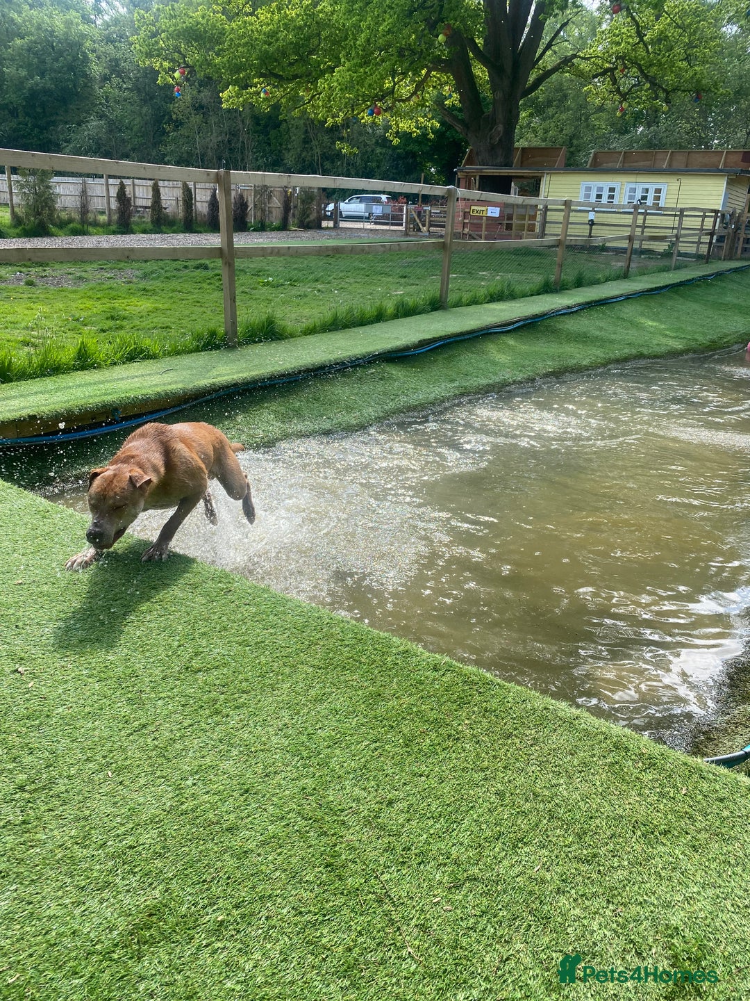 Mixed Breed dogs for sale: Mix breed male looking for forever home  - Advert 9