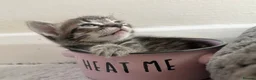 Mixed Breed cats for sale: Tabby kittens 2 girls - Advert 6