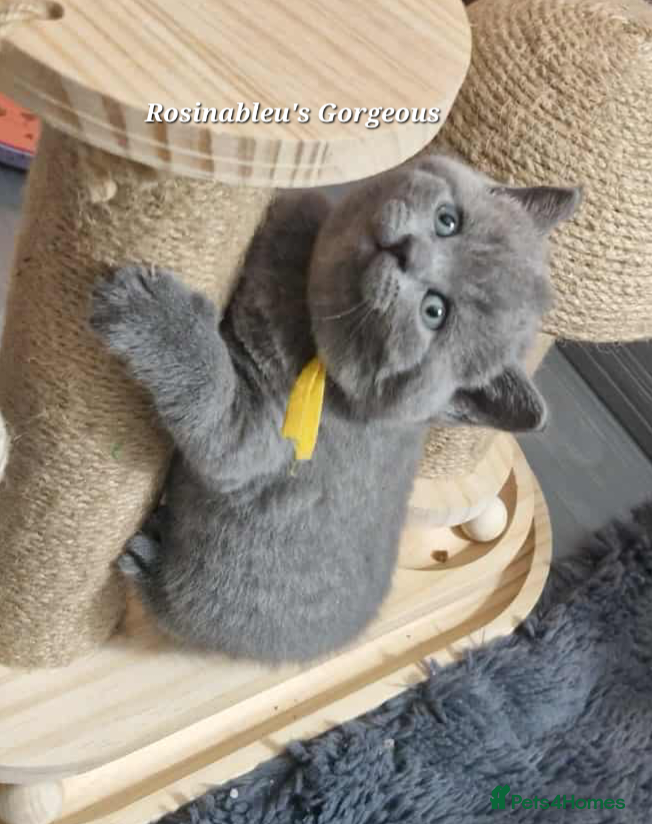 British Shorthair cats  Gccf British shorthair kittens champion lines 🏆 - Advert 3