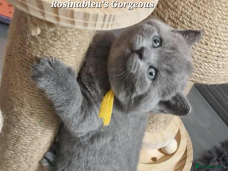 British Shorthair cats Gccf British shorthair kittens champion lines 🏆 - Advert 5