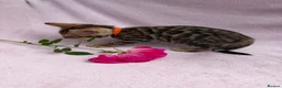 Bengal cats for sale: 🐆✨Outstanding TICA Registered Bengal cubs  ✨🐆 - Advert 40