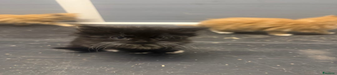 Mixed Breed Kitten 6