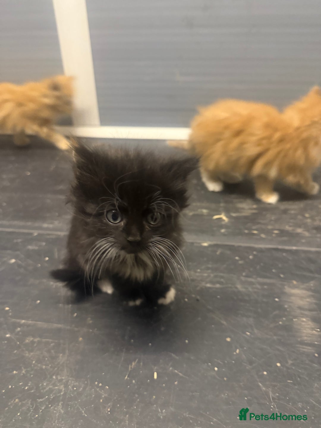 Mixed Breed cats for sale: Beautiful mixed exotic kittens  - Image 4