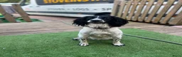 English Springer Spaniel dogs for sale: 5 KC Reg English springer spaniel puppies  - Advert 9