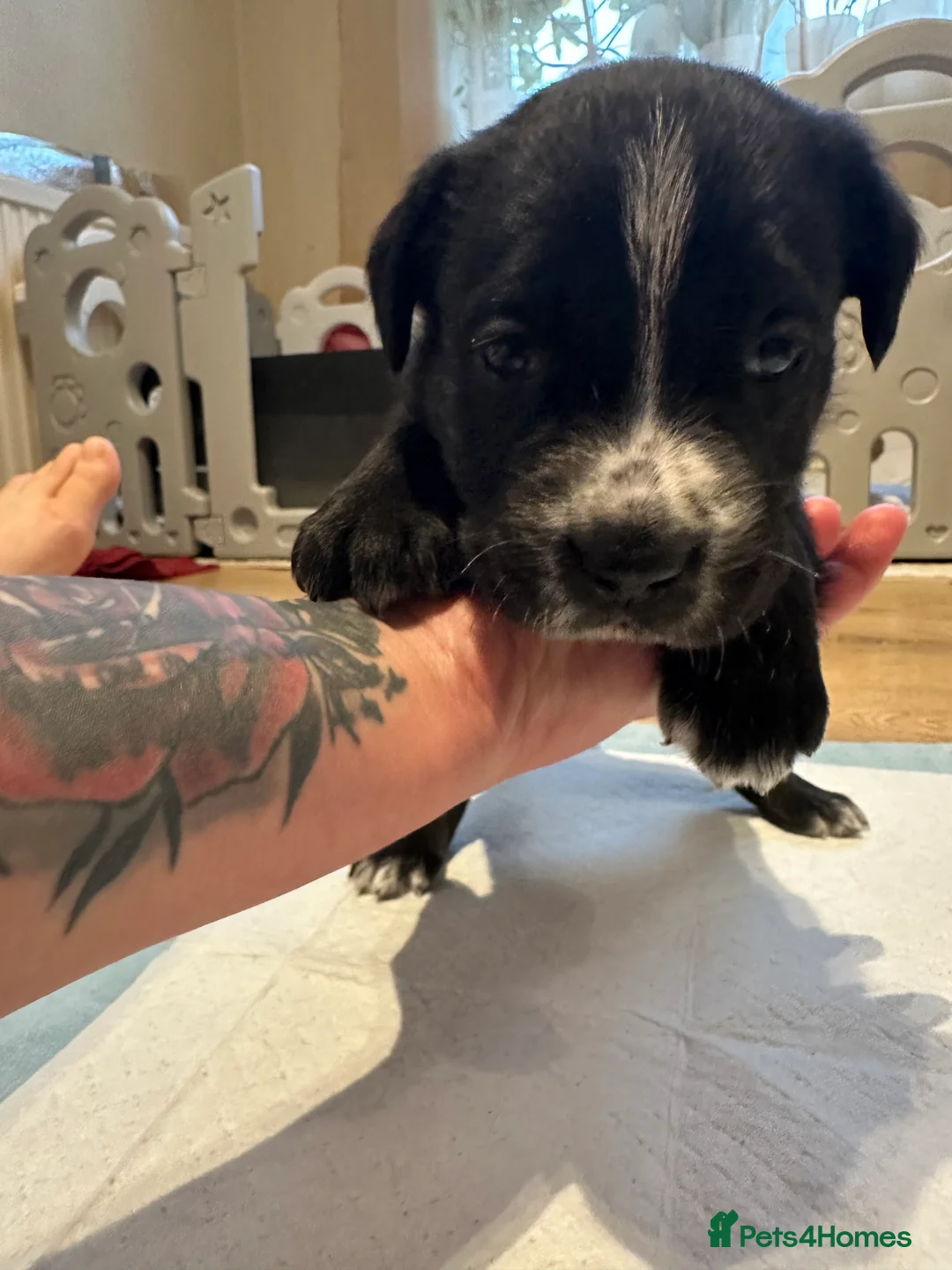 Mixed Breed dogs for sale: Lab- Cane Corso Puppies Looking for Loving Homes  - Advert 10