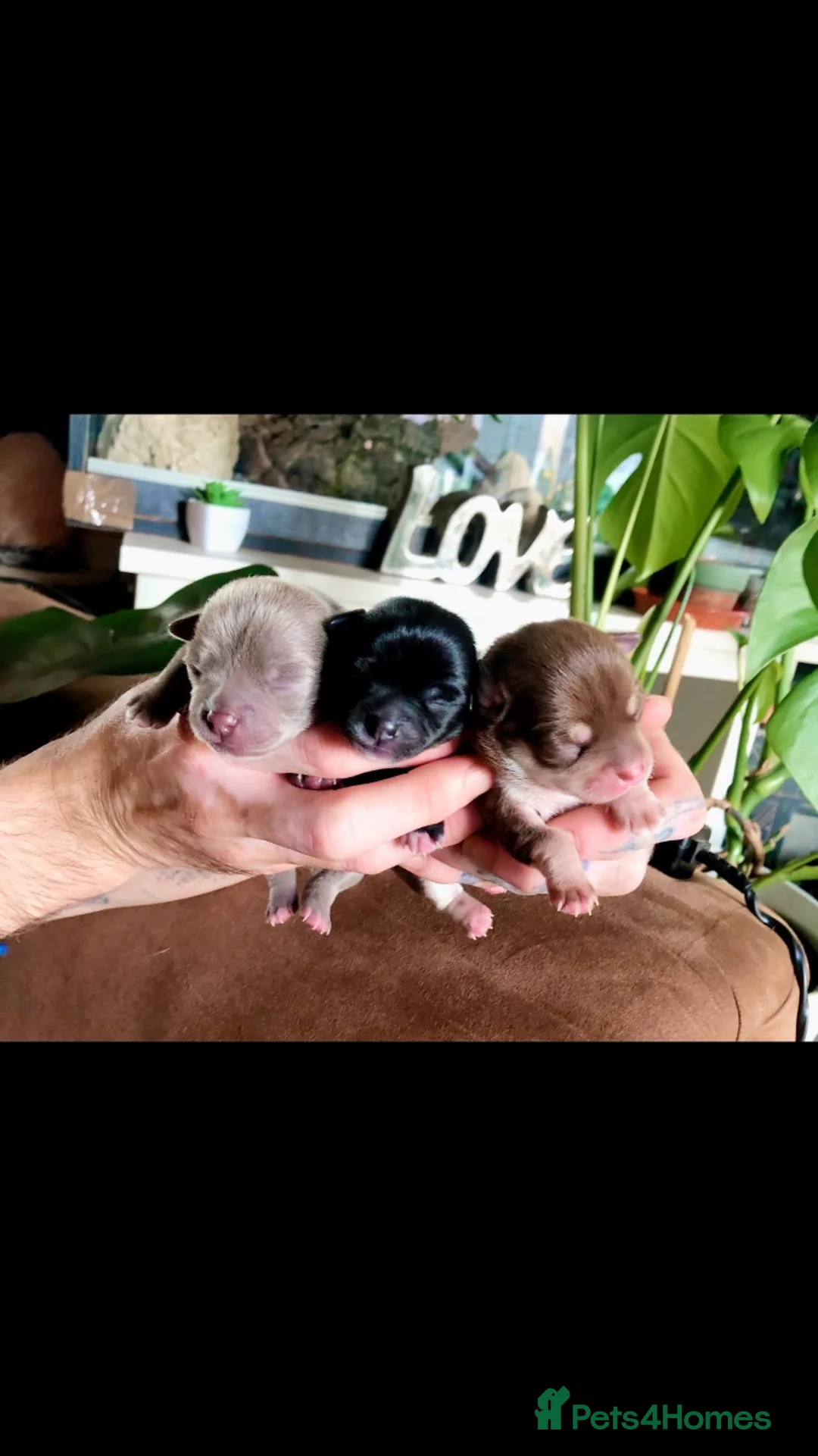 Chihuahua dogs for stud: For stud  - Advert 6