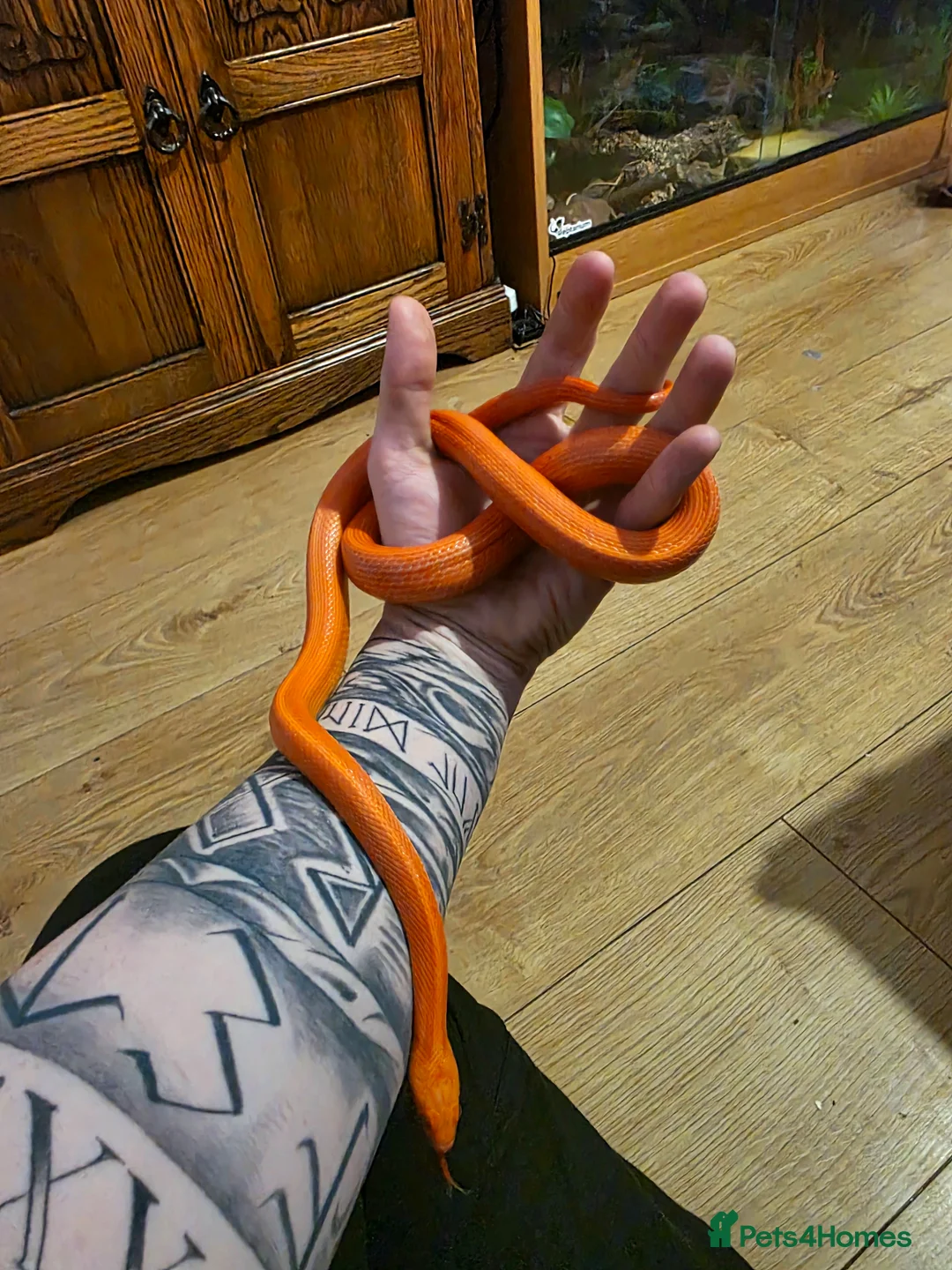 Corn Snake reptiles for sale: Pete- the Fire Stripe Cornsnake  in Nottingham - Advert 1