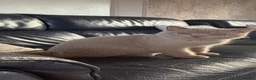British Shorthair cats for sale: Fawn British short hair kitten six months old  in Harrow - Advert 5