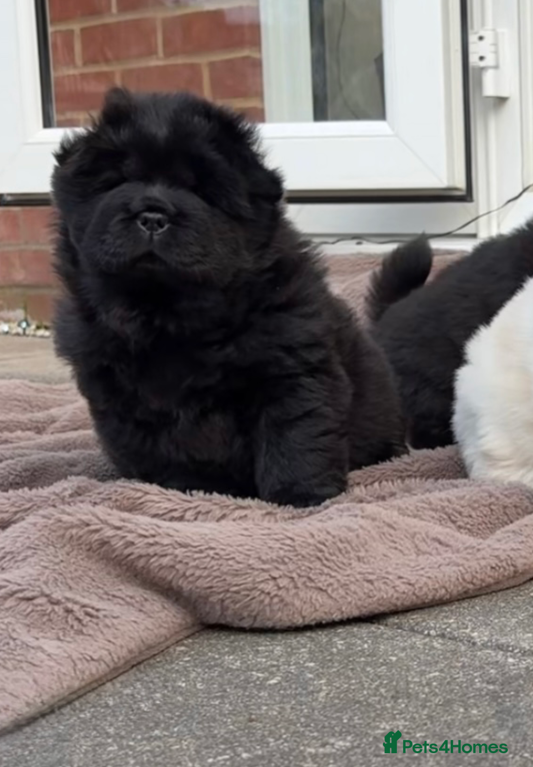 Chow Chow dogs for sale: Four Luxury Female ChowChows🐾 - Advert 20