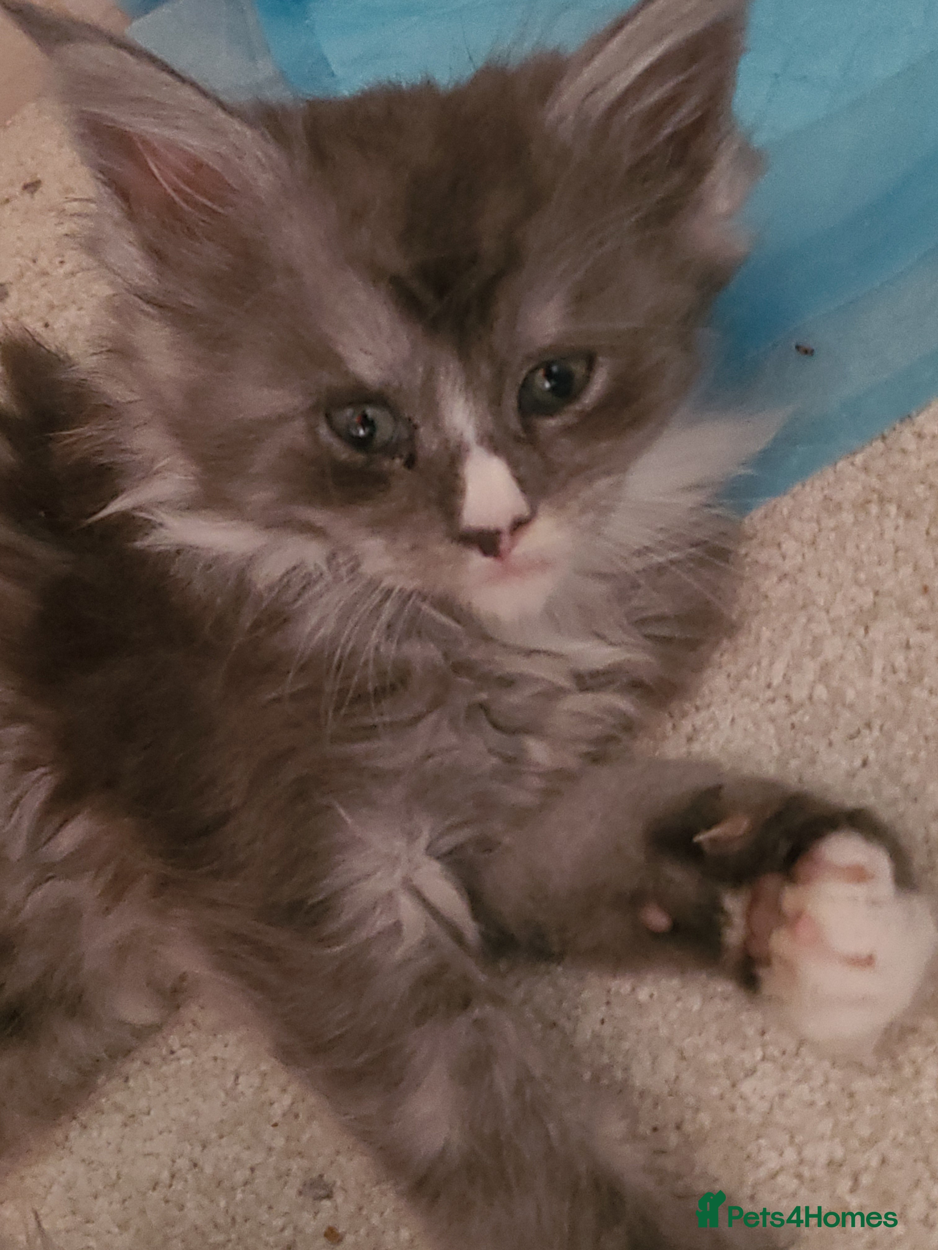 Maine Coon cats Full pedigree maine coon kittens  - Advert 2