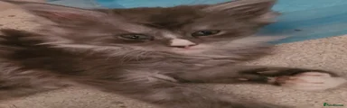 Maine Coon Kitten 1