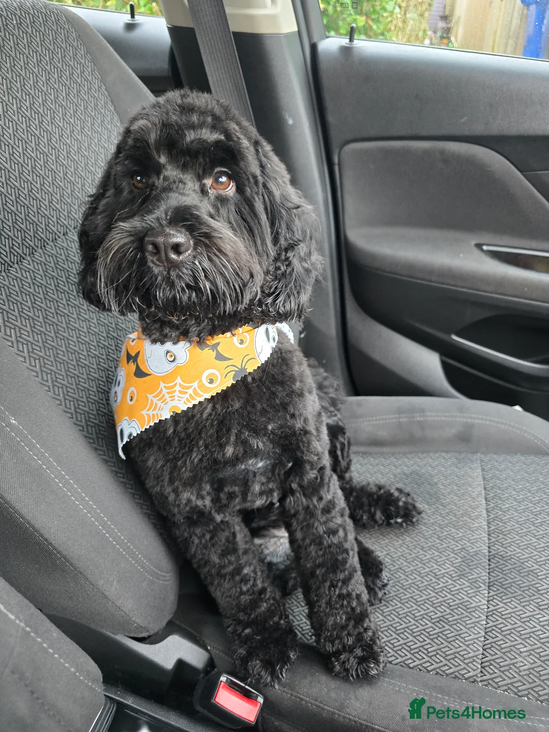 Mixed Breed dogs for stud: F2 Male Cockapoo for Stud.   - Advert 3