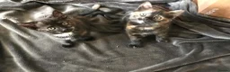 Mixed Breed cats for sale: Kittens for sale 2 Female in Sutton - Advert 4