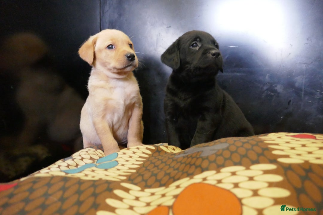 Labrador Retriever dogs for sale: ADORABLE LABRADOR PUPPIES KC REGISTERED - Advert 16