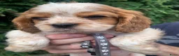 Cockalier dogs for sale: Cockaliers - Advert 8