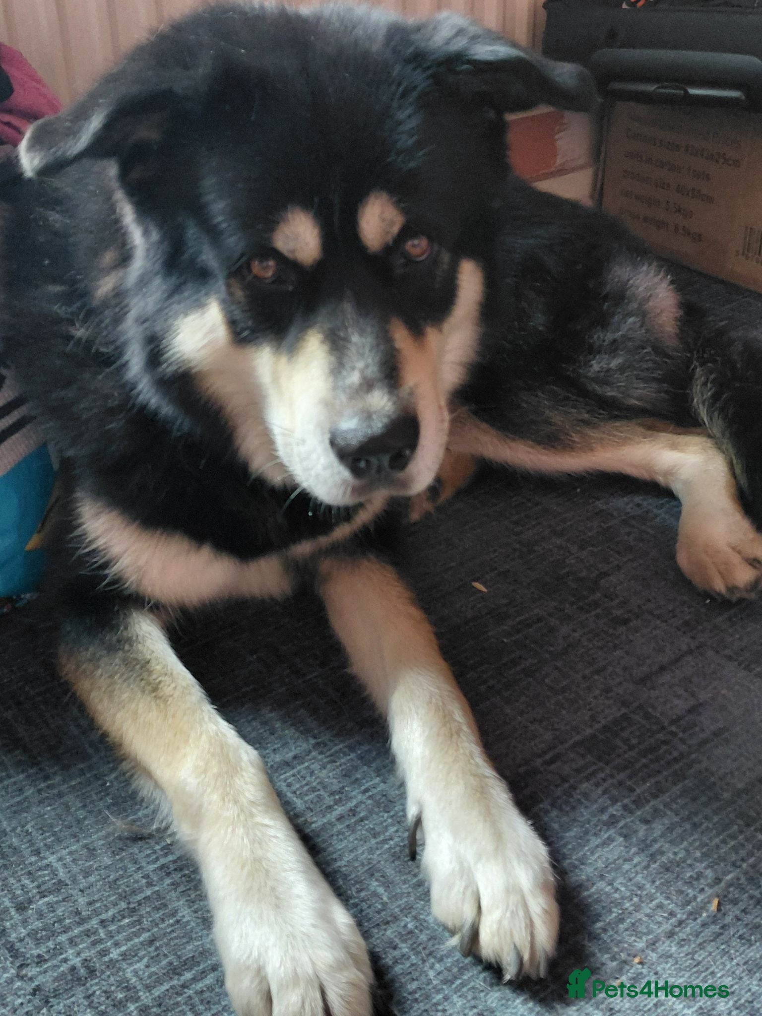 Mixed Breed dogs For Stud only NOT FOR SALE - Advert 1