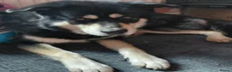Mixed Breed dogs for stud: For Stud only NOT FOR SALE in Wigan - Advert 1