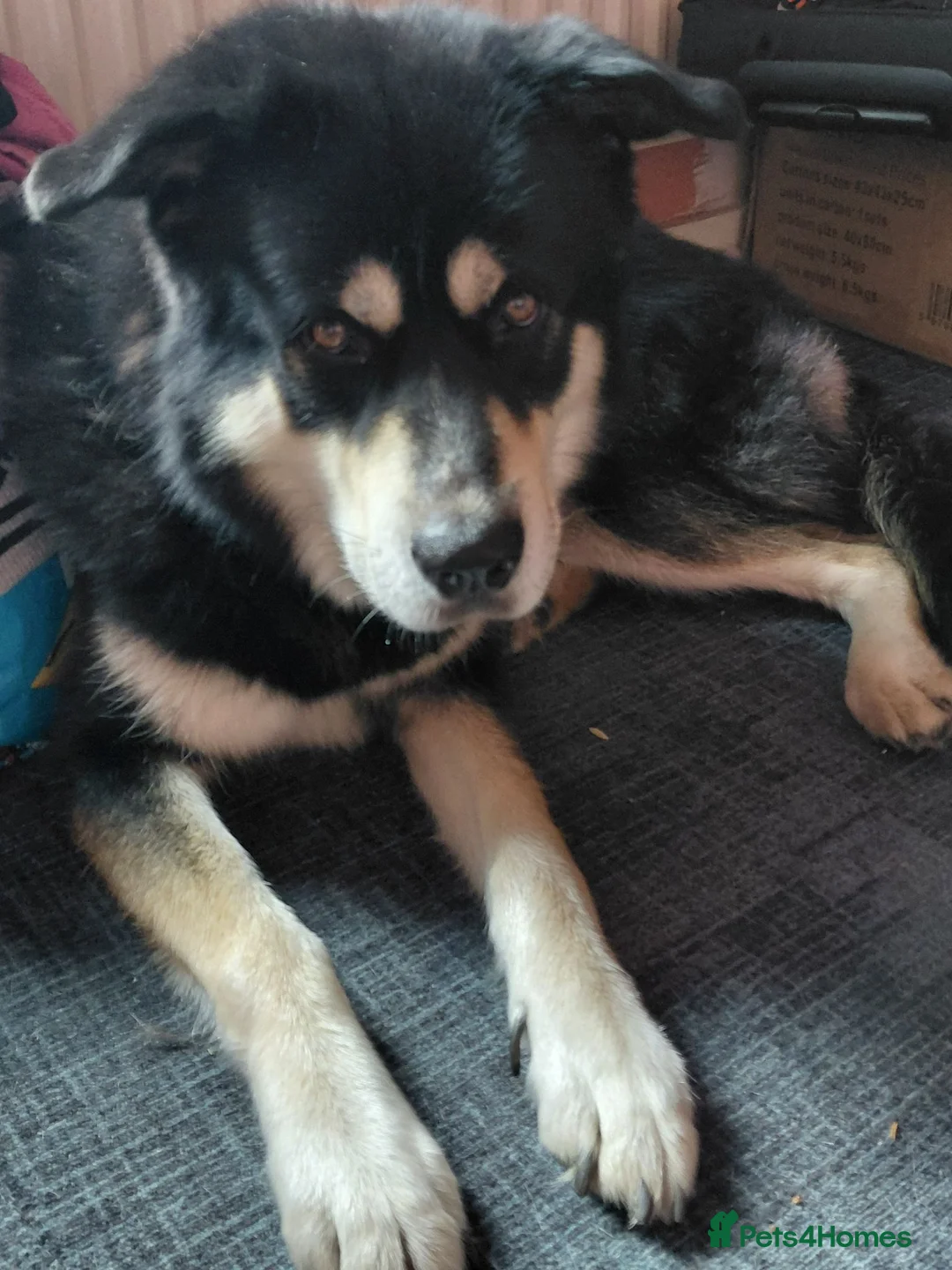 Mixed Breed dogs for stud: For Stud only NOT FOR SALE in Wigan - Advert 1
