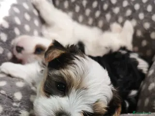 Yorkshire Terrier dogs Pure Biewer York Terriers for sale - Advert 4