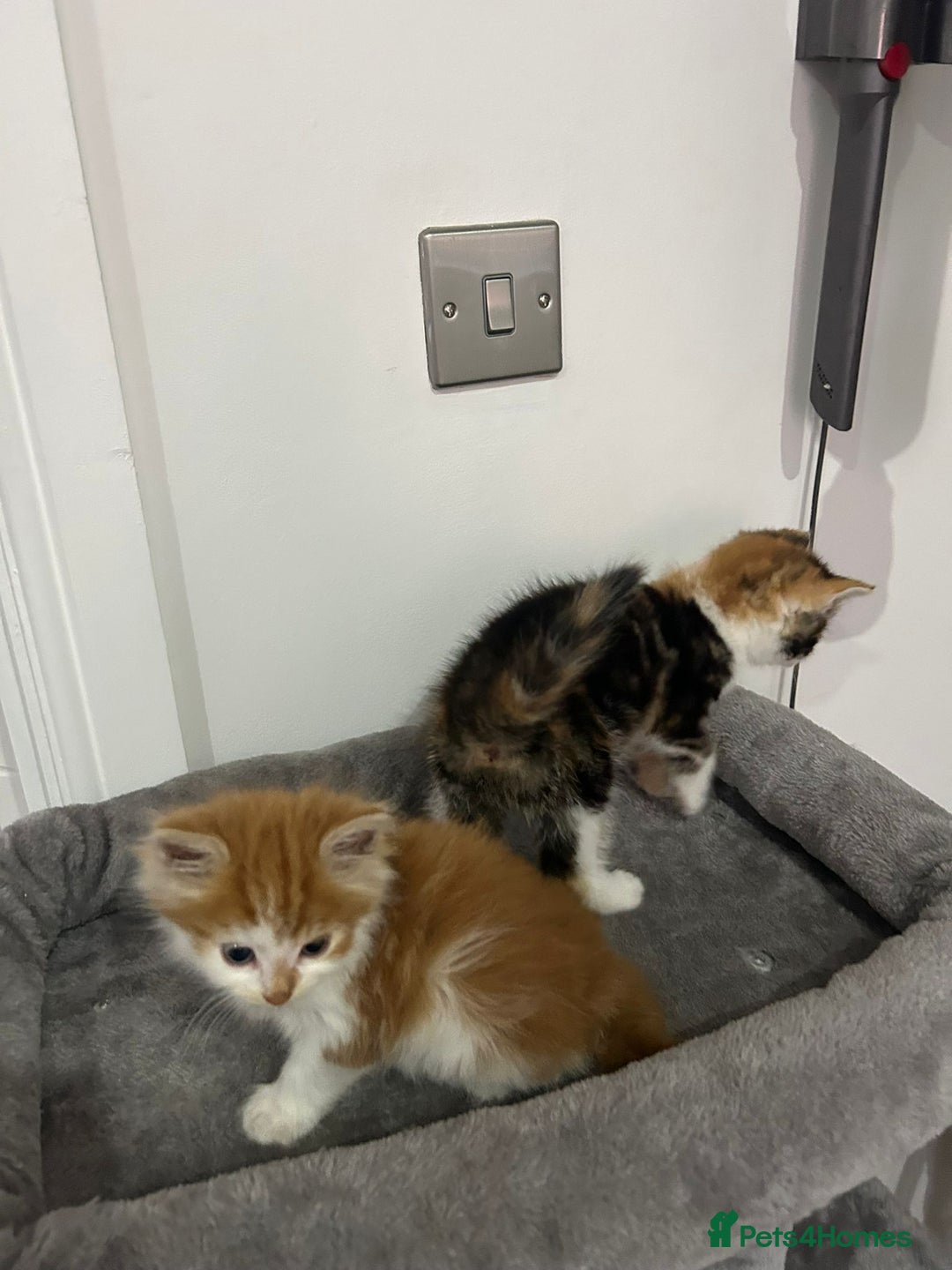 British Longhair cats for sale: Beautiful Fluffy Long-Haired British Tabby Kittens - Image 17