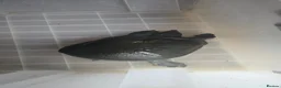 Turtle reptiles for sale: Chinese Soft Shell Turtle  in London - Advert 1