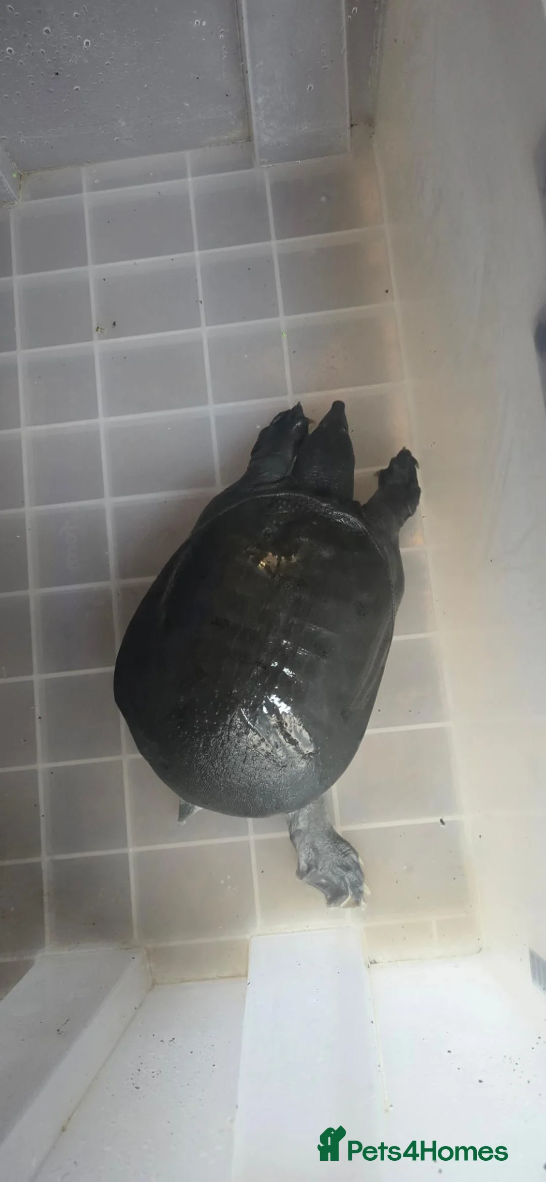 Turtle reptiles for sale: Chinese Soft Shell Turtle  in London - Advert 1