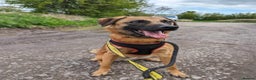 Mixed Breed dogs for adoption: Meet Ryder, currently residing in Cheshire  in Nantwich - Advert 21