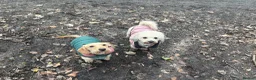 Mixed Breed dogs for sale: Poochon x dachshund  - Advert 6