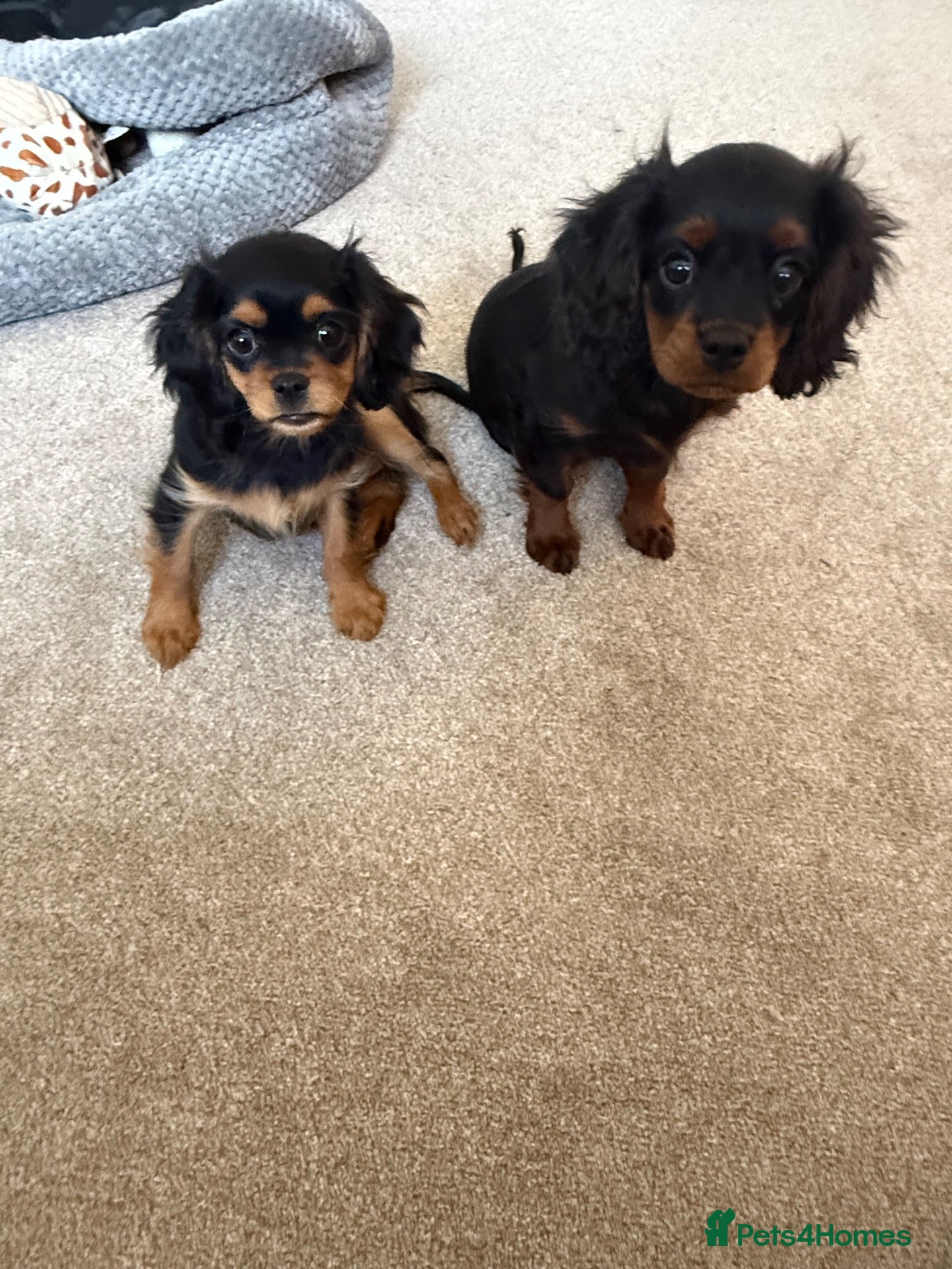 Cavapoo dogs King Charles cavalier 2 beautiful girls - Advert 1