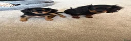 Cavapoo dogs for sale: King Charles cavalier 2 beautiful girls in Great Yarmouth - Advert 1