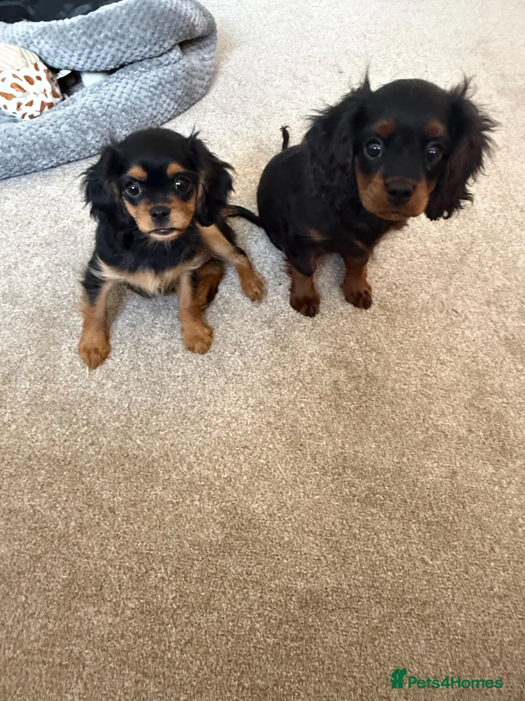 Cavapoo dogs for sale: King Charles cavalier 2 beautiful girls in Great Yarmouth - Advert 1