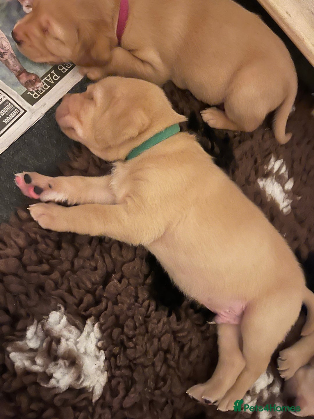 Labrador Retriever dogs for sale: Labrador Retriever Puppies for sale  - Advert 23