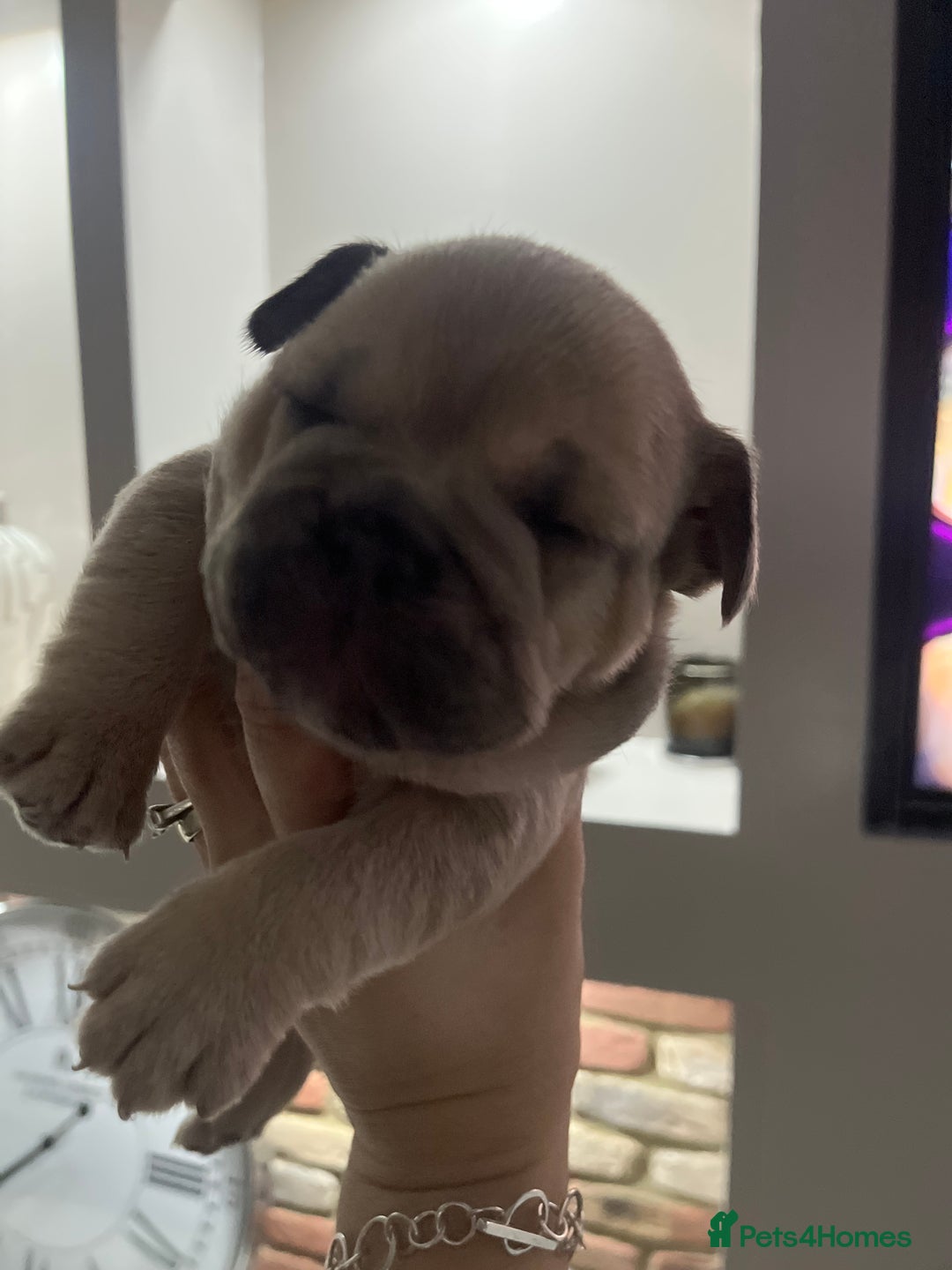 Mixed Breed dogs for sale: Beautiful freelance bulldogs  - Advert 17