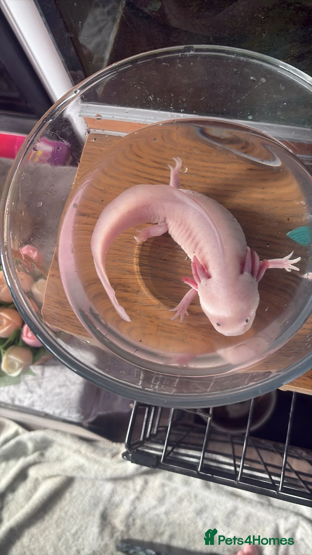 Axolotl reptiles for sale: Axolotl Setup - Advert 4
