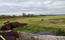 Dobermann dogs for sale: Looking for a forever home for our beautiful boy  - Image 3