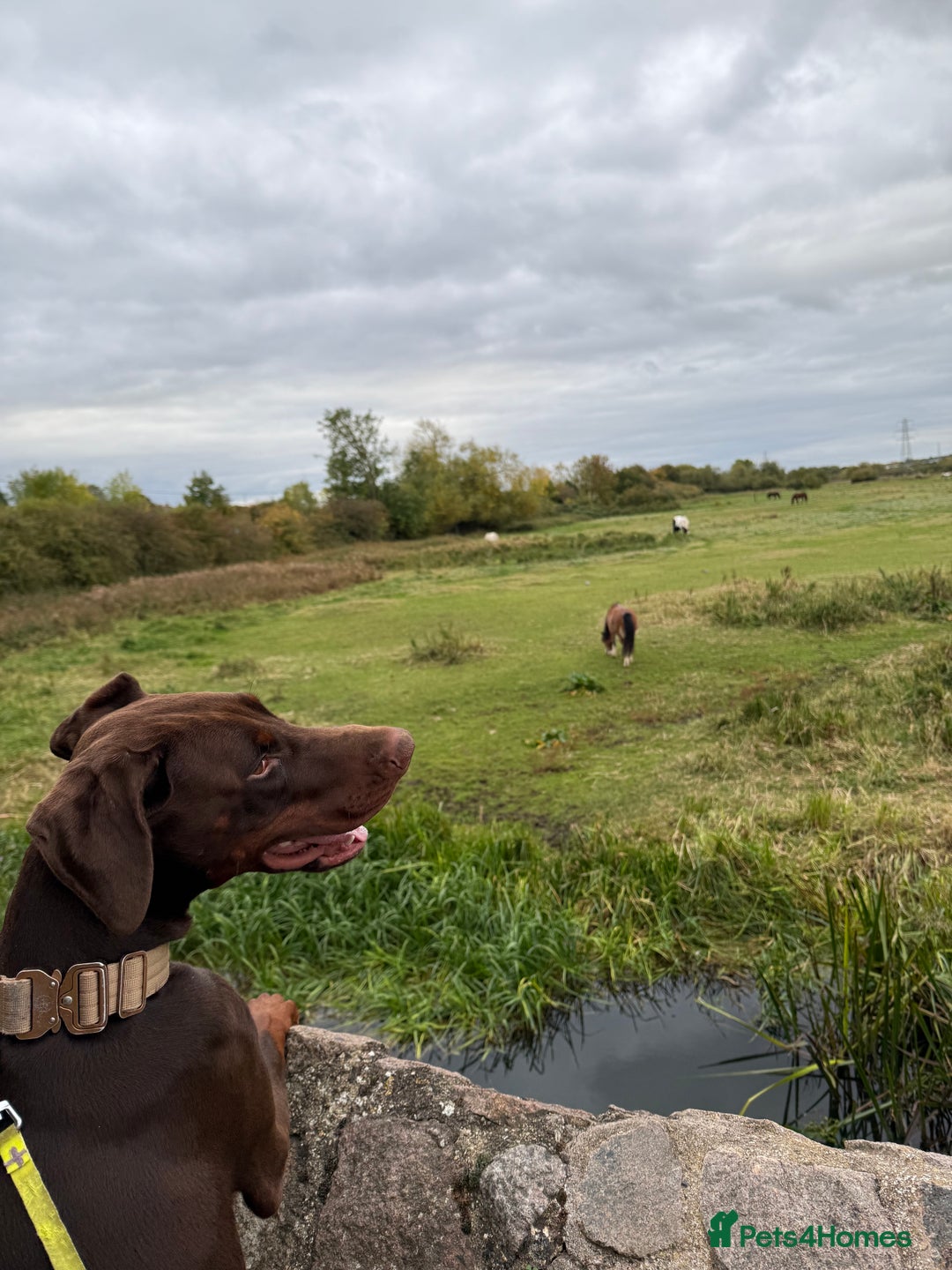 Dobermann dogs for sale: Looking for a forever home for our beautiful boy  - Image 3