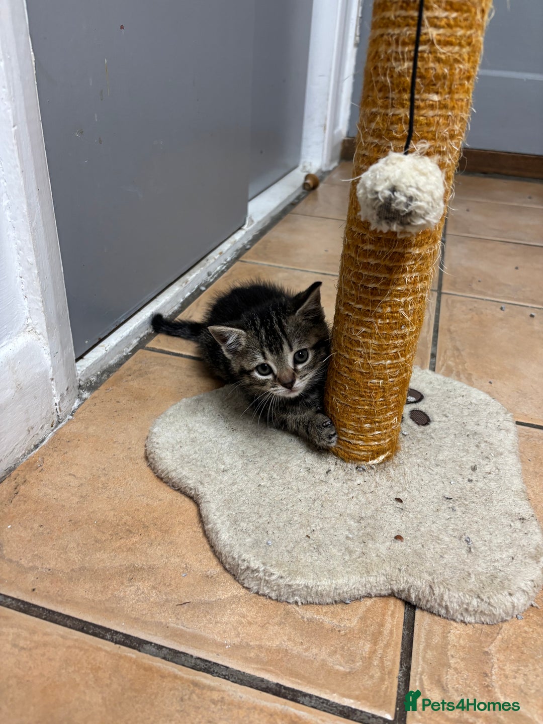 British Shorthair cats for sale: Kittens for sale - Advert 4