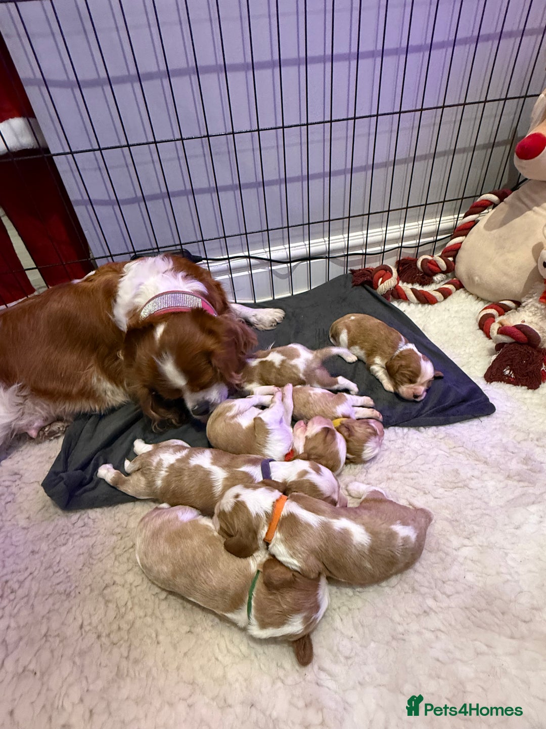 Cavalier King Charles Spaniel dogs for sale: King Charles Cavalier Puppies 5⭐️Breeder Blenheim - Advert 8