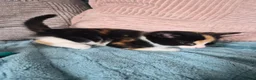 Mixed Breed cats for sale: Norwegian Forest Cat X Kittens  - Advert 6