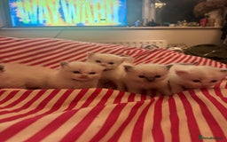 Ragdoll cats for sale: 1 Male kitten  - Image 16