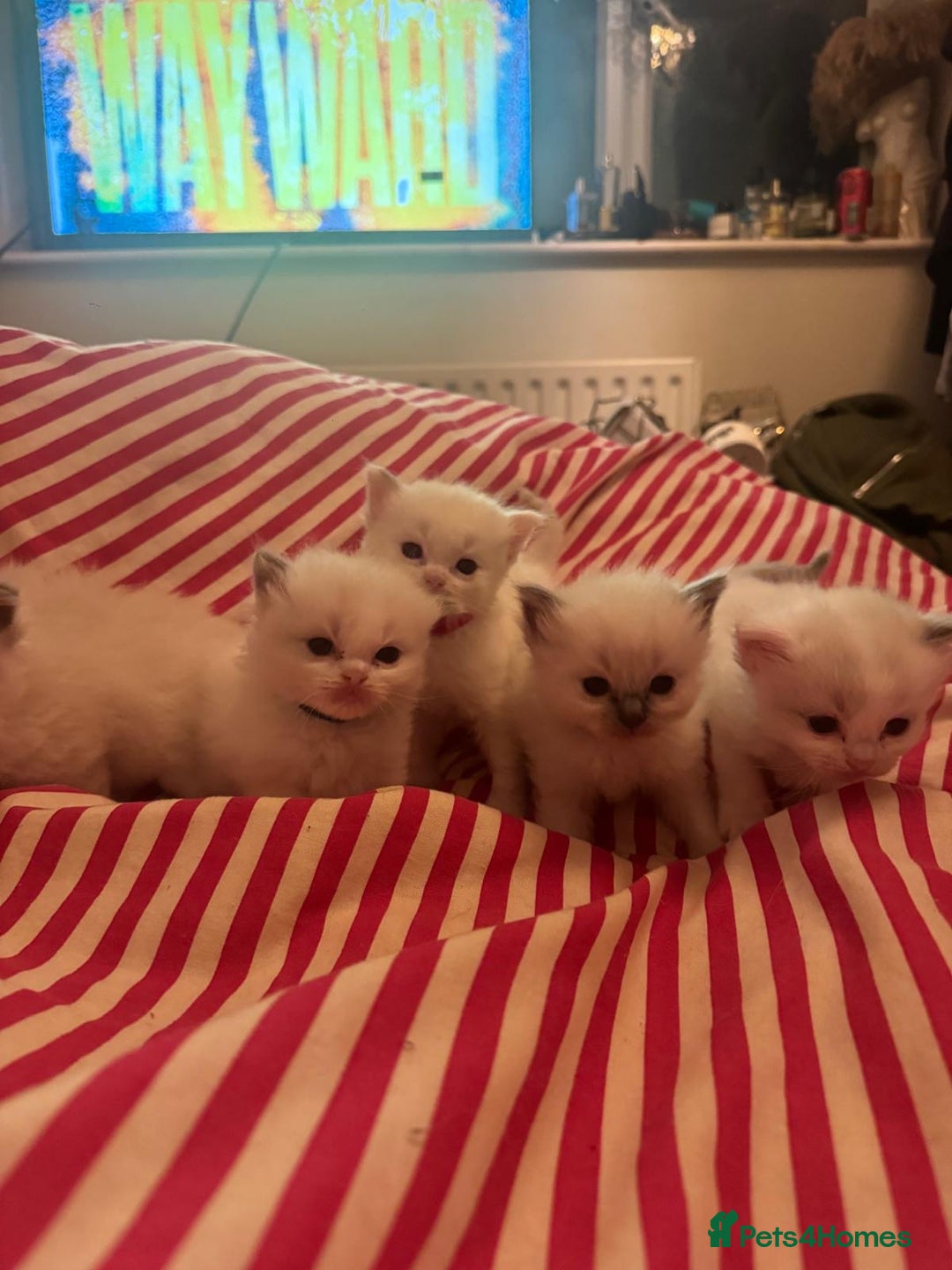 Ragdoll cats for sale: 1 Male kitten  - Image 16