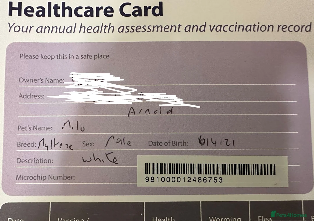 Maltese dogs for adoption: Meet Milo – a Lovely little Boy for a  Loving Home - Advert 17