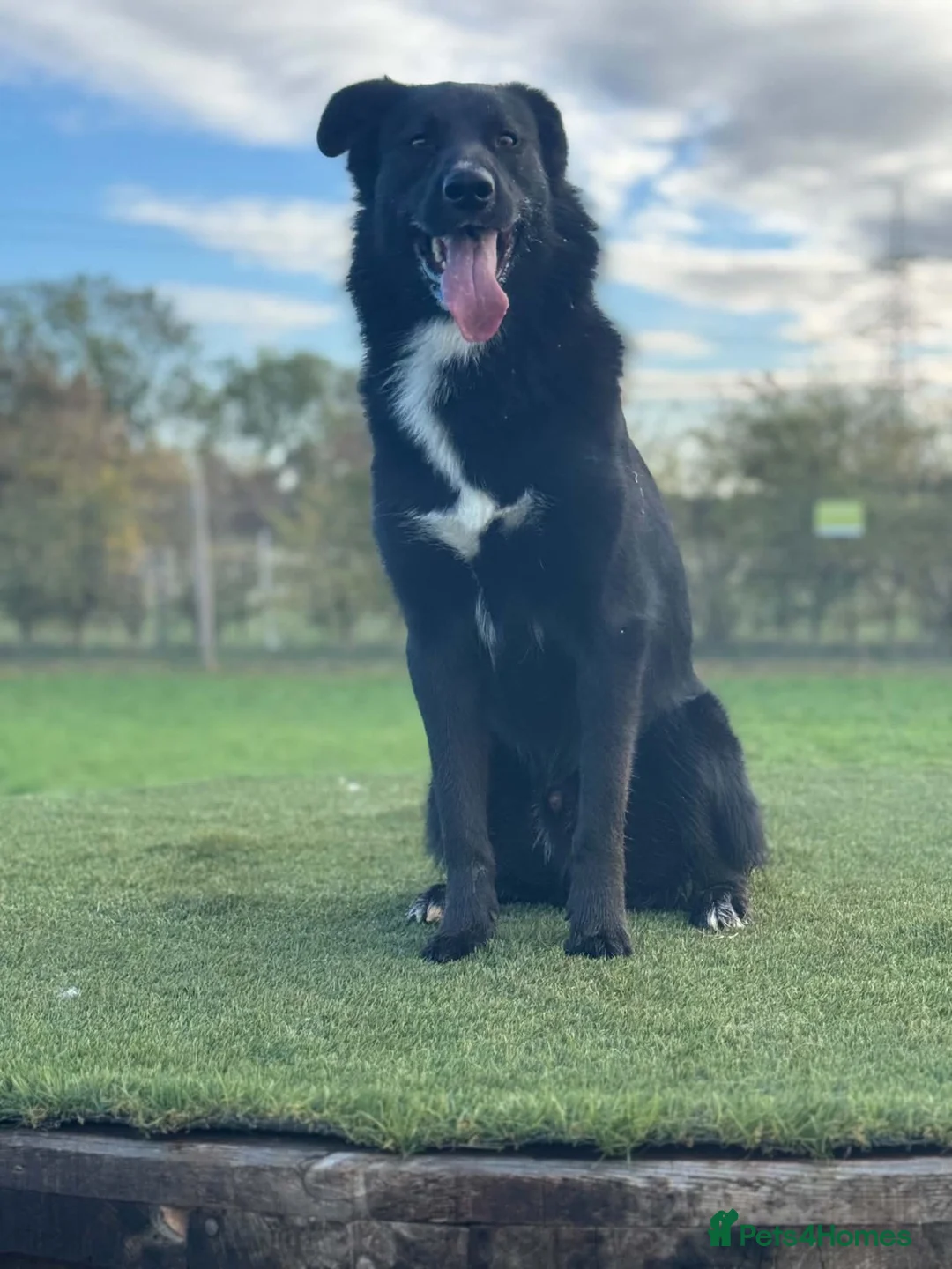Mixed Breed dogs for sale: Draco!!  in Lincoln - Advert 1